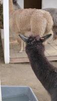 cute fluffy alpacas in the farm video