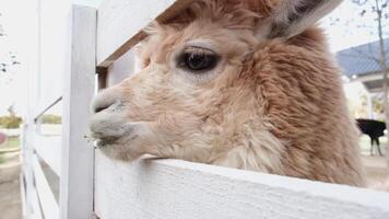 cute fluffy alpacas in the farm video