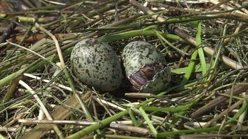 Bird nest Whiskered tern Chlidonias hybrida among the leaves of the water lily, from the egg hatched a chick, Lake Kugurluy, Ukraine video