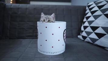 Funny gray Scottish Straight kitten plays jumping and looks out of gift box with heart on sofa at home. Funny baby cat tabby indulges with gift packaging. Kitty peeking out of gift box. Pet gift. video