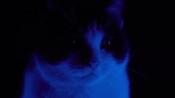 Cat gets scared illuminated by colored light video