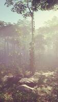 pilule des arbres dans le brouillard après le pluie sur le Montagne video