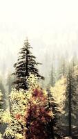 Illuminated evergreen forest in the mountains during sunset video