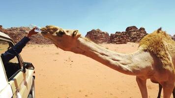 A curious camel is approaching a car amidst the vast, beautiful desert landscape. Action video