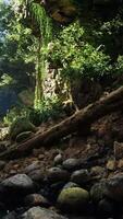 un corriente fluido mediante lozano verde bosque video