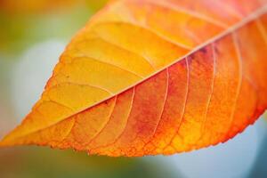 Close-up of a vibrant autumn leaf with orange and red hues. photo