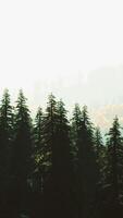 belas paisagens naturais nas montanhas dos cárpatos video