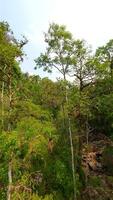 Smooth FPV flight through trees in green tropical forest in Thailand. video