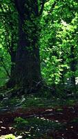 beautiful bright green moss grown up cover the rough stones video