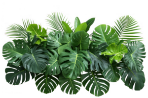 Tropical leaves foliage plant jungle bush floral arrangement nature backdrop isolated on transparent background png
