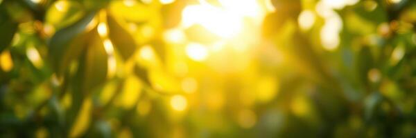 Bright sunlight filtering through green leaves in a lush forest during a warm afternoon photo