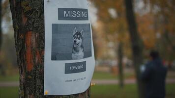 hombre mirando para un desaparecido mascota, destino carteles en arboles en el parque. desaparecido perro bandera. masculino cuelga arriba un anuncio para el buscar para perro. perdido perrito recompensa mensaje póster. hogar mascota buscar. video