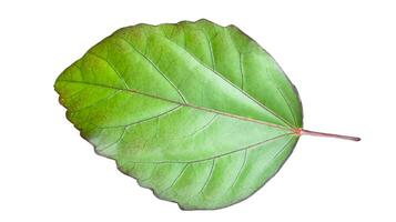 cortar fuera hibisco rosa sinensis l hoja además conocido como Rosa malva o chino Rosa en un blanco antecedentes con recorte rutas para versátil diseño utilizar foto
