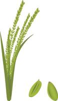 Rice plant and nuts vector
