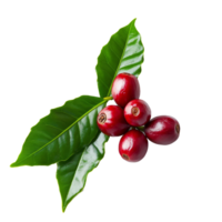 Ripe coffee cherries accompanied by glossy green leaves on a clean transparent background, ripe coffee with leaf on transparent background png