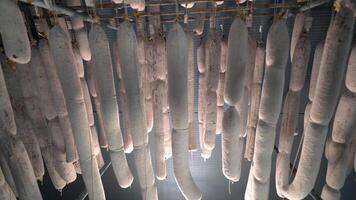 suspensão salame cura dentro uma porão video