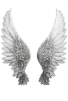 The wings of a white angel are shown in detail, with the feathers spread out png