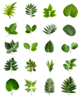 coleção do vinte e quatro isolado verde folhas png