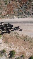 animali guida su montagna strada video