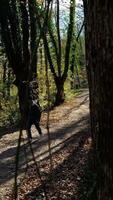 camper hombre en otoño bosque video