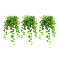 tre lång murgröna vinstockar på transparent bakgrund png