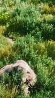 roche solide au milieu d'un sol vert video