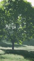 The green mapple leaves in the summer video