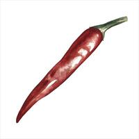 Whole red chili pepper. The illustration is in watercolor. Color image of the seasoning. Separate from the background. Perfect for menus, recipe books, packages, labels, and more vector