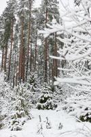 The heavy snowfall in a wild park, winter fairy tale in the forest, snow-covered tree branches, large flakes of snow are slowly falling, nobody, snow storm, blizzard photo