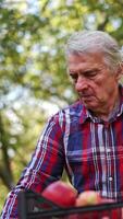 gefocust Mens werken in de tuin. boer sorteert de rood rijp appels geplukt van bomen. Mens verkoopt de biologisch fruit. verticaal video