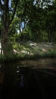 Teich im moosigen grünen Wald video