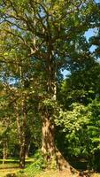 Beautiful trees in park on sunny summer day. Action. Beautiful soothing landscape of green park with large trees on sunny day. Well-maintained park with green trees on sunny summer day video