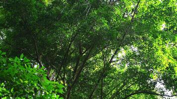 tham tarn loger non je la grotte entouré par luxuriant vert forêt, la nature Piste à chalerme rattanakosine nationale parc, Kanchanaburi, Thaïlande. video