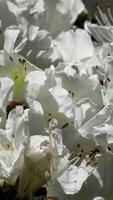 blanc fleurs grappe Vancouver île Butchart jardins Canada victoria, fleurs de été video
