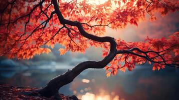 rojo otoño arboles foto
