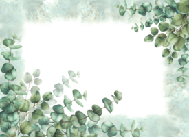 Eucalyptus plant greenery banner on watercolor splashes spotted background. Green silver dollar tree branches with round leaves. Hand drawn isolated illustration Clipart for greeting card, invitation. png