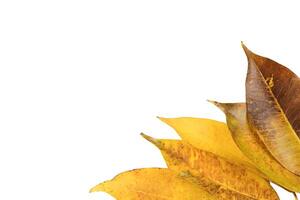 7. separar de amarillo hojas con insecto agujeros y oscuro Mancha en blanco antecedentes con recorte caminos. foto