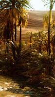 Oasis in hot Sahara Desert video