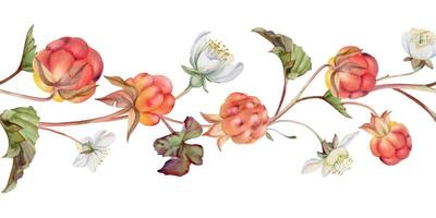 Cloudberry raspberry with white flowers, autumn leaves hand drawn in watercolor, red ripe forest berry on stems. Seamless banner garland illustration. Restaurant, cafe menu, wedding, farmers market vector