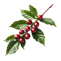 Coffee beans on a branch png