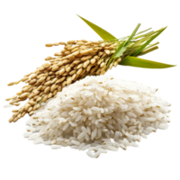 fraîchement récolté riz et riz céréales isolé sur une transparent Contexte mettant en valeur Naturel agricole produire, riz isolé sur transparent Contexte png