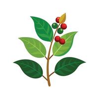 Fresh Coffee Arabica Beans on Branch vector