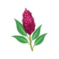 Vibrant Amaranth Flower Design Art vector