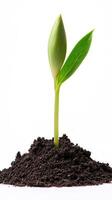 Seedling Emerging from Soil, A Symbol of New Growth and Life photo