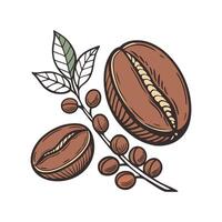 Charming Coffee Arabica Plant Illustration. vector