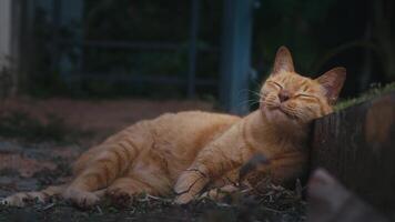 fofa gengibre gato deitado em a terra e fricção contra a limite. feliz gato relaxante dentro a ao ar livre jardim e mostrando positivo emoções. engraçado vermelho gato desfrutando relaxante ao ar livre video