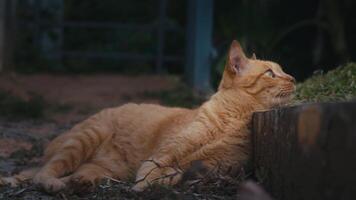 gengibre gato relaxante ao ar livre. engraçado gengibre gato deitado em a terra ao ar livre e fricção contra a limite mostrando brincalhão emoções. video