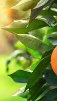 biologique des oranges sur fait maison Orange arbre Contexte nutrition video