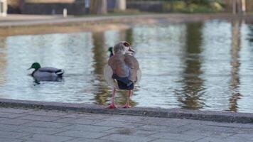une canard balades près le chatoyant étang, baigné dans le chaud lueur de le réglage Soleil. le l'eau ondulations doucement, reflétant argent lumière video