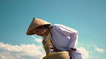 Traditional Farmer with Conical Hat Against Blue Sky video